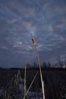 Picture for song 'Cattails' by artist 'Derek Barlas'
