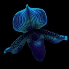 Picture for song 'SYMPHONY IN 5 SHADES - 1 - BLUE ORCHID' by artist 'Desibell And The Raiders Of The Lost Quark'