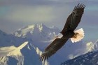 Picture for song 'Mountain Soaring' by artist 'Devined Beats'