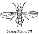 Picture for song 'Fly and The Cheese' by artist 'Diggity Dave and his Cheap Guitar Band'