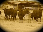 Picture for song 'dj sandoors/ sandoors68 sad bull' by artist 'dj sandoors'