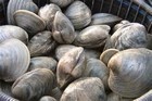 Picture for song 'Clam Up' by artist 'Don B Music'