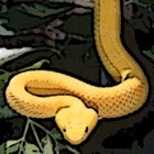 Picture for song 'Viper' by artist 'Drew Costigan'