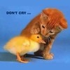 Picture for song 'Please, dont cry' by artist 'e-Blues'