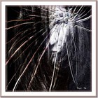 Picture for song 'Reality A Psycho Brain's Sanity' by artist 'Euphoric Insomniac'