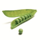Picture for song 'Peas In A Pod' by artist 'Galvanized-tron'