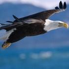 Picture for song 'Flight of the Eagle' by artist 'Gosro'