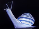 Picture for song 'The Adventures of Bernard the Rabid Electro-snail' by artist 'Haelu'