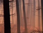 Picture for song 'mist' by artist 'haiku (DK)'