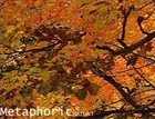 Picture for song 'Metaphoric' by artist 'Haruki'