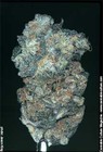 Picture for song 'Heart$ and 360-I Won't Complain' by artist 'Heart and Soul (Unanimous)'