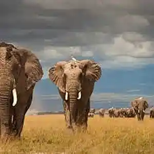 Picture for song 'wild Wild Life' by artist 'hibeamz'