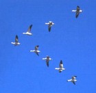 Picture for song 'Winged Migration' by artist 'Hipster'