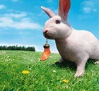 Picture for song 'White rabbit' by artist 'I am Rabbit'