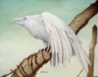 Picture for song 'White Raven' by artist 'Illuminated ENT'