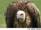 Picture for song 'Vultures' by artist 'Jack 'O Scratch'