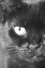 Picture for song 'Mo mes (Eat the cat mix)' by artist 'JELLY HEAD'