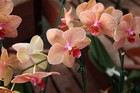 Picture for song 'Bloom Where You're Planted' by artist 'Jim Dickie'