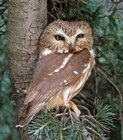 Picture for song 'SawWhet' by artist 'Jim Pfeiffenberger'