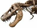 Picture for song 'Prehistoric Roadkill' by artist 'Joe Wrabek'