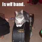 Picture for song 'She Ain't Starvin' Herself' by artist 'Joe Wrabek'