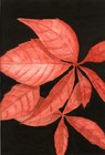 Picture for song 'Peace returns' by artist 'John Cox'