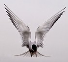 Picture for song 'Fly, Fly, Fly' by artist 'Jonie'