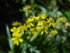 Picture for song 'May's Blossom' by artist 'Josef Horhay'