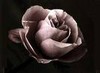 Picture for song 'Never Hurt You' by artist 'Juggernaut Productions'