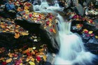 Picture for song 'Autumn' by artist 'Karen and Joe'
