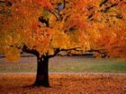 Picture for song 'String Quartet: A Suite of Seasons: Autumn' by artist 'KE Peace (USA)'