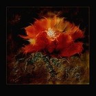 Picture for song 'hot licks' by artist 't polimeros'