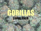 Picture for song 'Lionel Rich - Gorillas' by artist 'Lionel Rich'