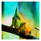 Picture for song 'Aint No Compromise' by artist 'Lizard Soul'