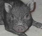 Picture for song 'Runaway Hog' by artist 'Lord Skye'