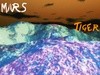 Picture for song 'Tiger' by artist 'MARS'