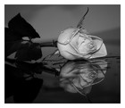 Picture for song 'Rose' by artist 'Matt Adams Beats'