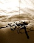 Picture for song 'pour some sugar on me' by artist 'Max Mercy'