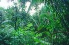 Picture for song 'Exploring the Island of Mundro' by artist 'mid-30s Acid Project'