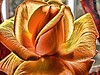 Picture for song 'Autumn Rose Blues' by artist 'Mike Curtin'