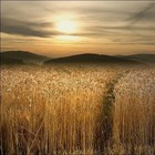 Picture for song 'Daily Bread' by artist 'Mikejazz'