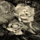 Picture for song 'Memory' by artist 'Miz Sandy and Friends'