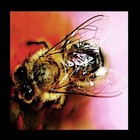 Picture for song 'BEELINE' by artist 'MotionGo'