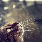 Picture for song 'Peace is A Bliss' by artist 'Mr.MorenoBeats'
