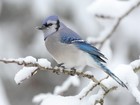 Picture for song '*NEW* Winter Snow' by artist 'MrNotebook Beatz'