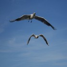 Picture for song ''Flying High' Collaboration' by artist 'Nadia Cripps'