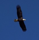 Picture for song 'Only Me' by artist 'Nashville Bound'