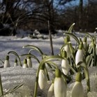 Picture for song 'Flowers in Winter' by artist 'Neon Dream'