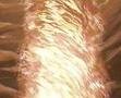 Picture for song 'Psalm 97_JPS_A fire goeth before Him' by artist 'newwine'