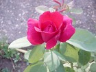Picture for song 'No me rompas el corazòn' by artist 'nirmanakaya'